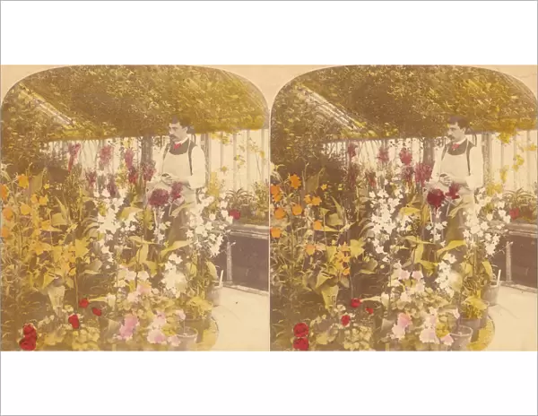 Pair of Stereograph Views of the Royal Botanic Gardens, Kew Gardens, London, England