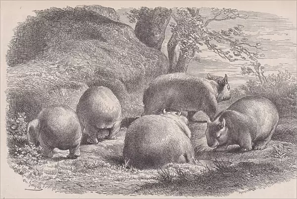 The Wombat, from 'Le Magasin Pittoresque', ca. 1852