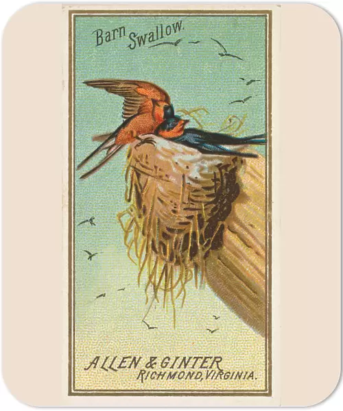 Barn Swallow, from the Birds of America series (N4) for Allen &