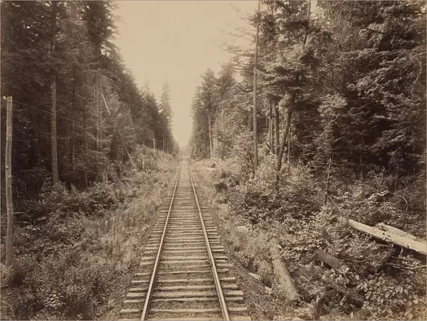 Hemlock Forest, c. 1895. Creator: William H Rau