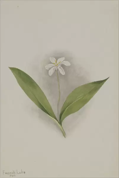 Queencup (Clintonia uniflora), 1902. Creator: Mary Vaux Walcott