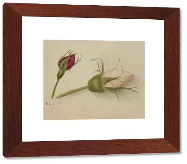 Untitled (Rosebuds), 1874. Creator: Mary Vaux Walcott