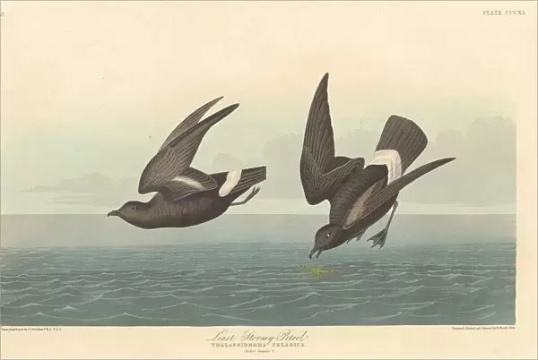 Least Stormy Petrel, 1836. Creator: Robert Havell