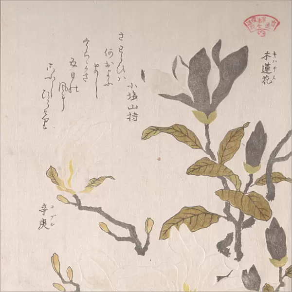 Magnolia Flowers, 19th century. Creator: Kubo Shunman