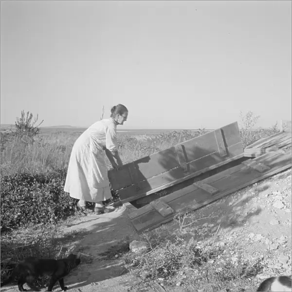 Mrs. Hull closing up the cellar which she has well-filled, Dead Ox Flat, Oregon, 1939. Creator: Dorothea Lange
