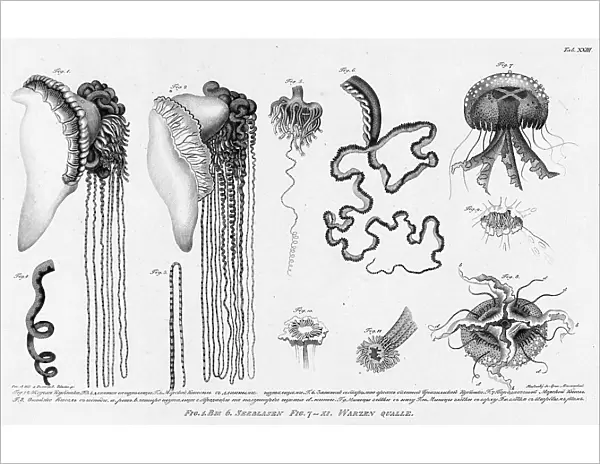 Fig.1.2. Stinging Cubomedusae; F.3.4. Its Long Tentacles; F. 5. Sea Medusae with... 1813. Creator: Pavel Ivanovich Maslovskii