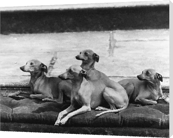 Fall  /  Italian Greyhounds