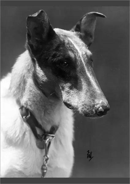 Fall  /  Smooth Collie  /  1934