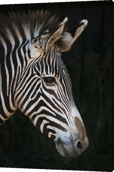 Close-Up Of Grevys Zebra (Equus Grevyi) Head In Profile Against A Black Background; Cabarceno, Cantabria, Spain