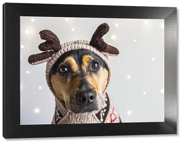A dog wearing a reindeer sweater and hoodie with antlers for a Christmas portrait