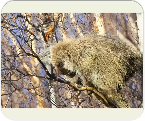 North American Porcupine In A Tree