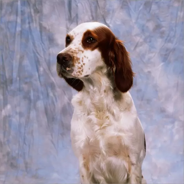 Portrait Of Irish Red And White Setter