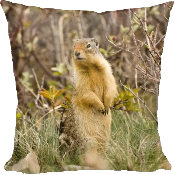 Colombian Ground Squirrel