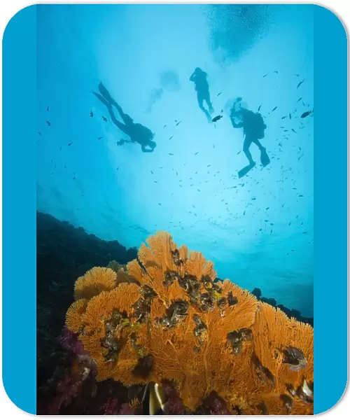 Scuba Divers, Richelieu Rock, Mu Koh Surin National Marine Park, Similan Islands, Thailand, Southeast Asia