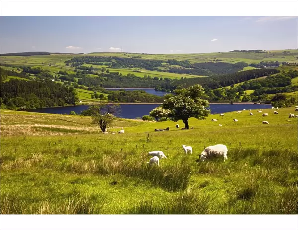 Sheffield, South Yorkshire, England; Sheep Grazing In A Pasture