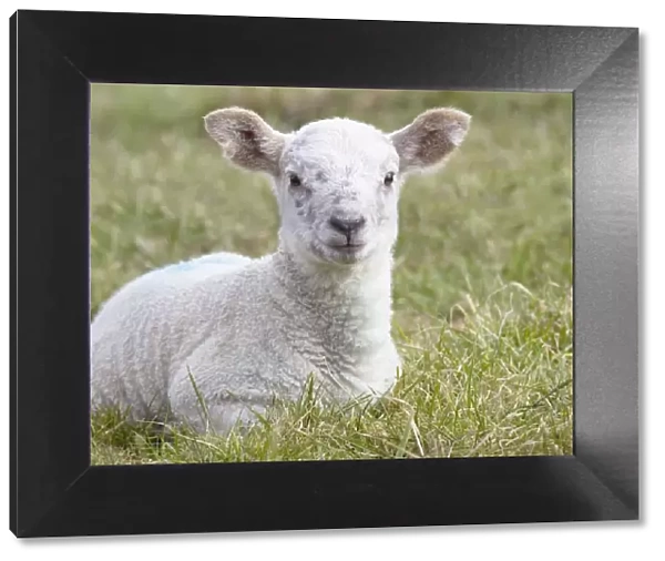Northumberland, England; A Lamb
