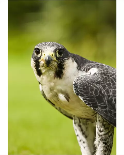 Peregrine Falcon (Falco Peregrinus); Windermere, Cumbria, England