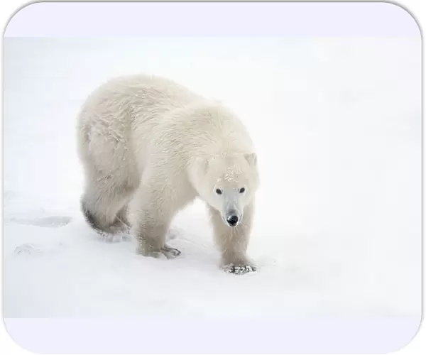 A Lone Polar Bear (Ursus Maritimus) Walks Up And Stares Into The Camera With A Curious Look; Churchill, Manitoba, Canada