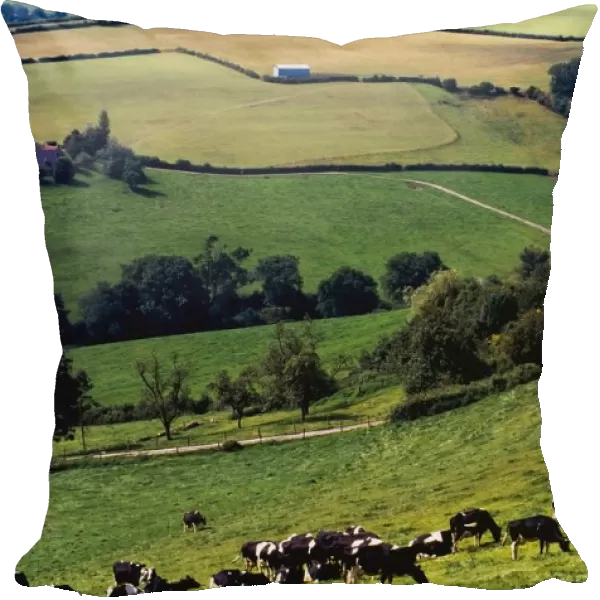 Cows On Hillside