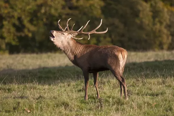 A Male Deer (Cervidae) Calling; North Yorkshire, England