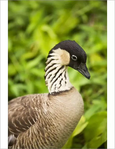 USA, Hawaii Islands, Nene Goose (Nesochen Sandvicensis); Kauai, Close-Up Of Hawaiis State Bird