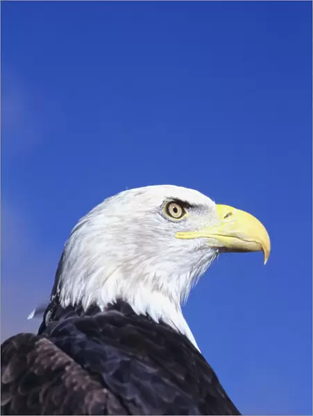 Colorado, Front Range, Bald Eagle (Haliaeetus Leucocephalus) Headshot