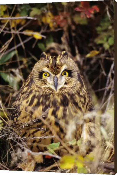 Short-Eared Owl, Asio Flammeus, Front Range, Colorado