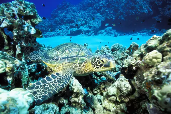 Hawaii, Green Sea Turtle (Chelonia Mydas) On Reef With Tropical Fish
