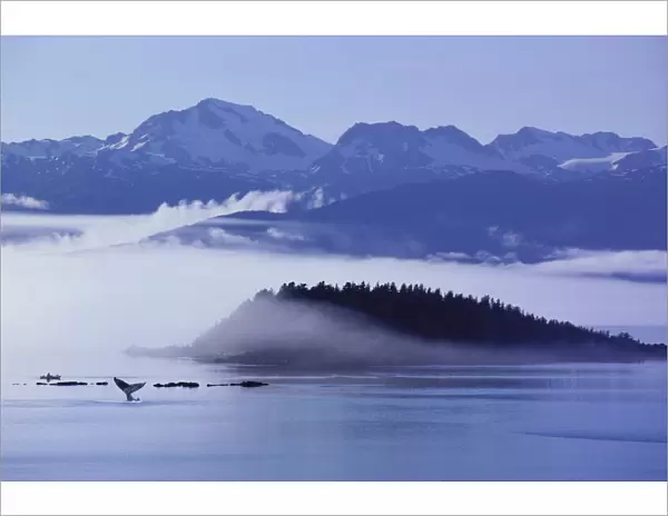 [Dc] Alaska, Inside Passage, Chilkat Mountains Background Scenic With Fog Humpback Whale (Megaptera Novaeangliae) Fluke Kayaker Background Distance D1976