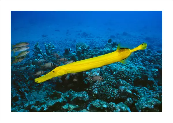 Hawaii, Yellow Trumpetfish (Aulostomus Chinensis) With Coral Reef, Turquoise Ocean