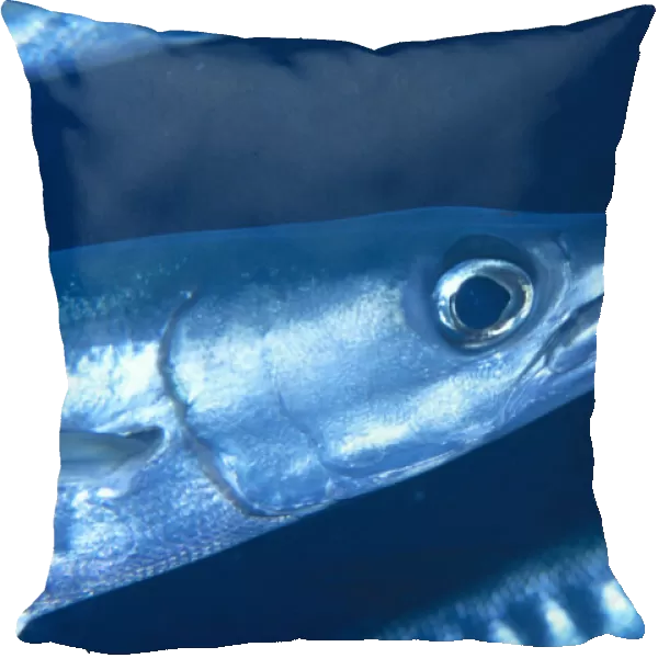 Solomon Islands, Extreme Close-Up Of Barracuda, Side View Of Head