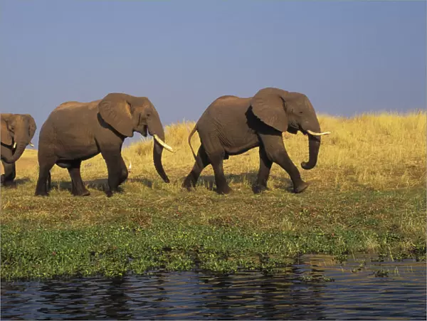 African Elephants, Lake Kariba, Matusadona National Park, Zimbabwe