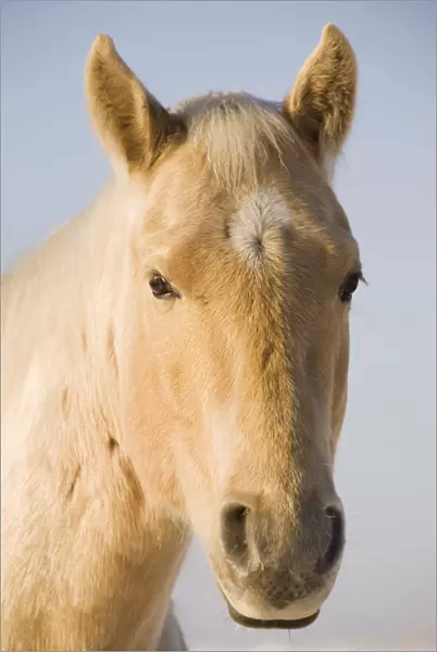 Cream Coloured Horse Head Looking Straight On With Blue Sky; Calgary, Alberta, Canada