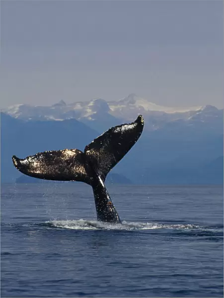 Humpback Whale Fluke Out Of Water Inside Passage Se Ak Summer Tongass Nf