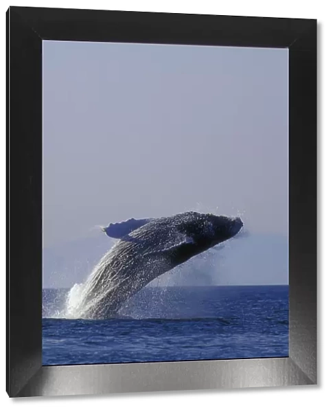 Humpback Whale Breaching In Inside Passage Se Ak Summer Backlit