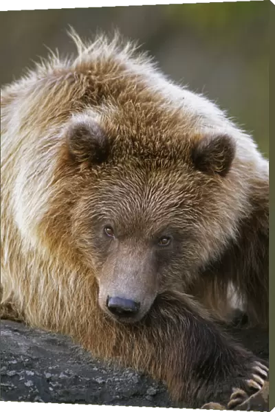 Brown Bear Laying Down At Alaska Wildlife Conservation Center, Southcentral, Alaska Summer, Captive