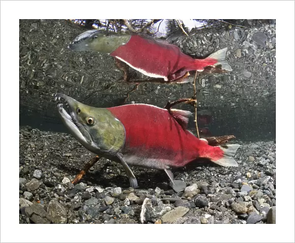 Male Sockeye Salmon On Spawning Grounds, Power Creek, Copper River Delta, Prince William Sound, Southcentral Alaska