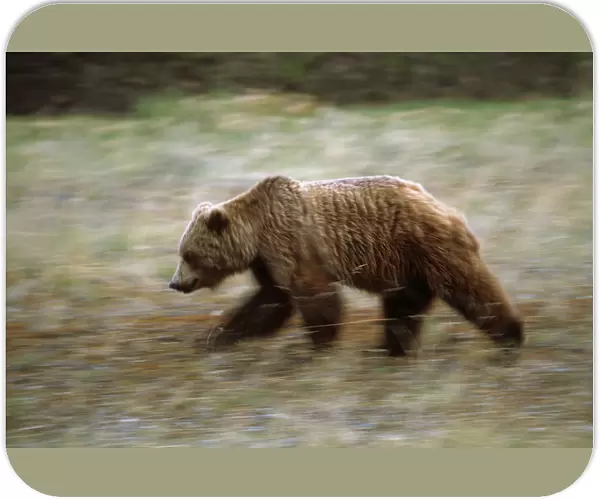Grizzly Runs Through Meadow Blurred. Southeast Alaska Autumn