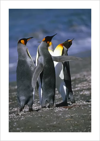 Group Of King Penguins Interacting Together South Georgia Island Antarctic