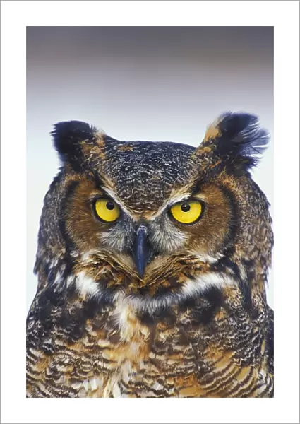 Great Horned Owl Perched Captive