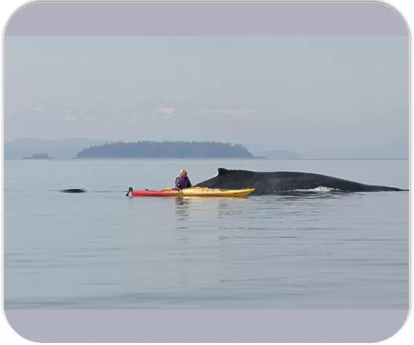 Humpback Whale Surfaces Near A Woman Sea Kayaker In Frederick Sound, Inside Passage, Southeast Alaska, Summer