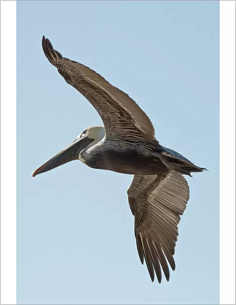 A bird in flight; Gulf shores alabama united states of america