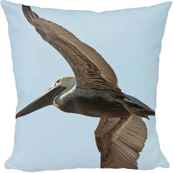 A bird in flight; Gulf shores alabama united states of america