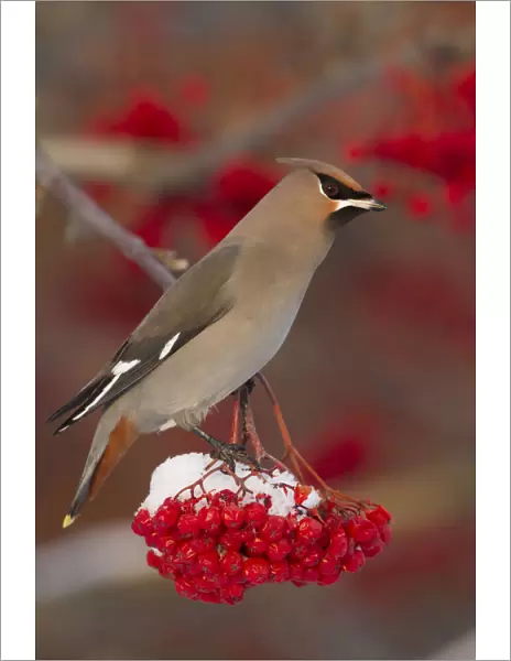 Bohemian Waxwing Perches To Eat In Colorful Mountain Ash Berries In Winter In The Anchorage, Alaska Area Of Southcentral Alaska. Birds