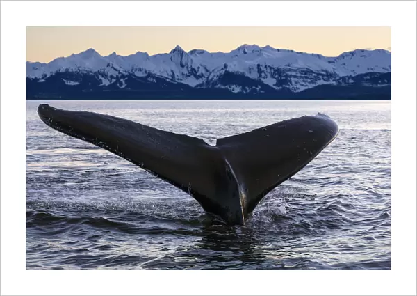 View Of Humpback Whale Lifting Its Tail As It Dives Under The Surface At Sunset, Inside Passage, Southeast Alaska