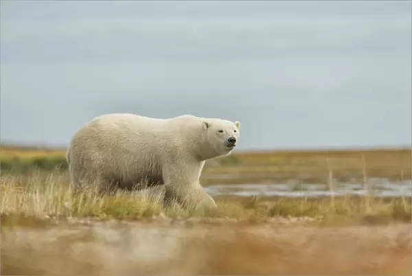 Polar Bear Walking Along The Coast Of Hudson Bay; Manitoba, Canada