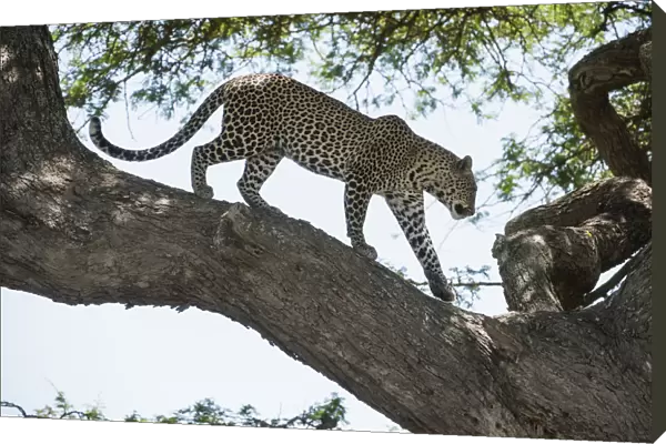 Leopard Walking On Tree Limb Near Ndutu, Ngorongoro Crater Conservation Area; Tanzania