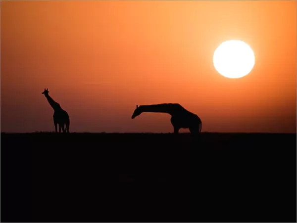 Two Msai Giraffe (Giraffa Camelopardalis) Silhouetted Against The Rising Sun, Ngorongoro Crater Conservation Area; Tanzania