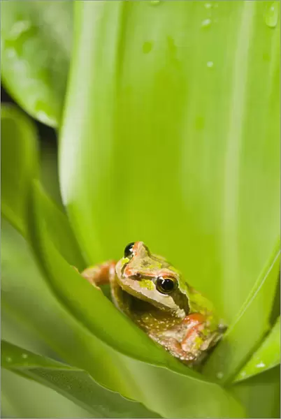 Pacific Chorus Frog (Pseudacris Regilla) In Leaf Rosette; St. Albert, Alberta, Canada