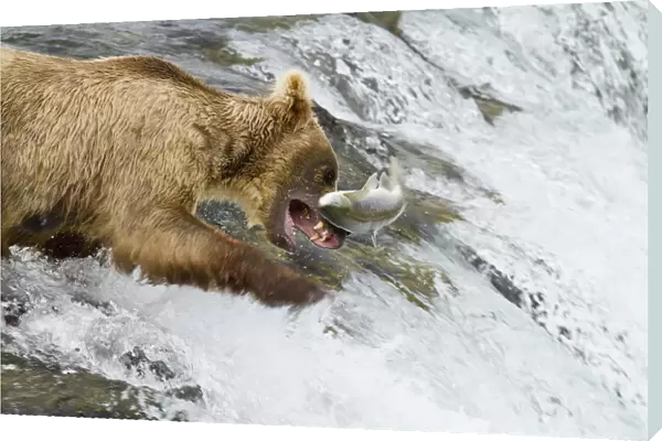 Brown Bear (Ursus Arctos) Catching A Jumping Sockeye Salmon (Oncorhynchus Nerka) At Brooks Falls, Katmai National Park And Preserve, Southwest Alaska